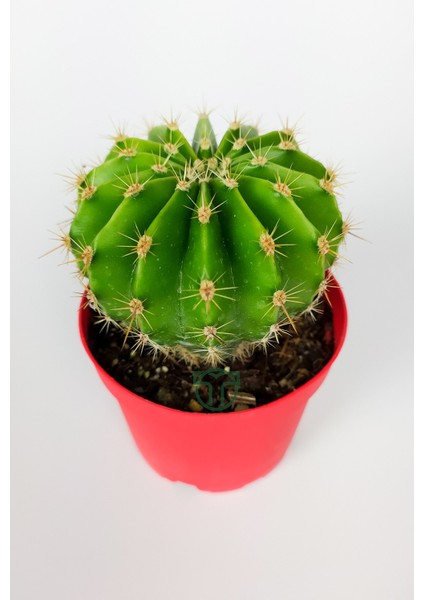 Echinopsis Anastasia Kaktüs Muhteşem Leylak-Pembe Çiçekler Verir Büyük Boy 8.5 cm Kırmızı Saksıda 