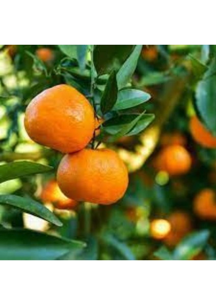 Nova Mandalina 150 cm 200 cm