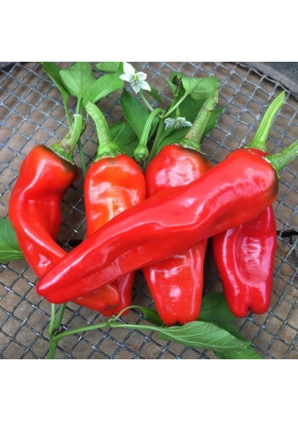 Urfa Acı Isot Biber Tohumu 10 gr Paket