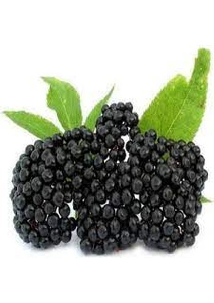 Ziraatcim Market Kara Mürver Yemişi Fidanı-Sambucus Nigra Elderberry 20-30 cm