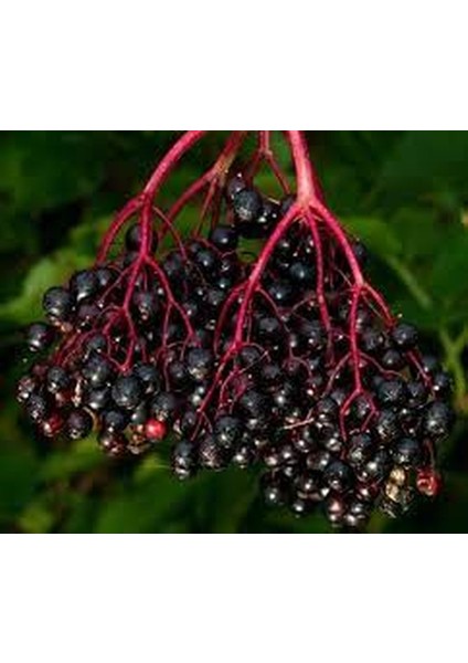 Ziraatcim Market Kara Mürver Yemişi Fidanı-Sambucus Nigra Elderberry 20-30 cm