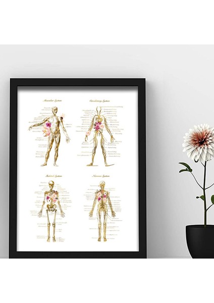 Insan Anatomisi, Doktor Odası Duvar Tablosu