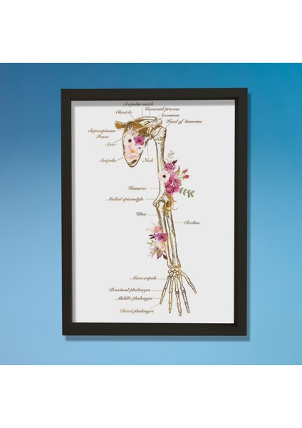 Iskelet Sistemi Baskısı, Kol Kemiği ve Anatomi Sanatı, Kiropraktör Ofisi Duvar Tablosu