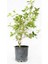 Deutzia Scabra Plena Havlu Püskülü Fidanı 1