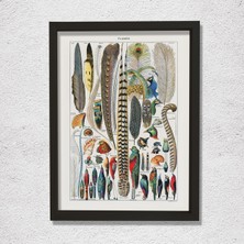 Kuş Tüyü Kolleksiyonu 1857 Doğal Ahşap Duvar Tablosu