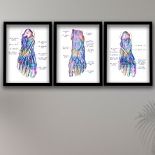 Anatomik Tablo, Doktor Hediyesi, Ayak Anatomisi, Ayak Kasları, Doktor Odası  Duvar Tablosu 3 Lü