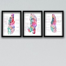 Anatomik Tablo, Doktor Hediyesi, Ayak Kemikleri, Doktor Odası  Duvar Tablosu 3 Lü