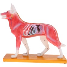 Bacca Köpek Akupunktur Anatomik Model (Yurt Dışından)