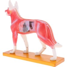 Bacca Köpek Akupunktur Anatomik Model (Yurt Dışından)