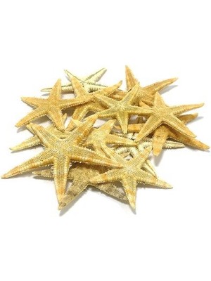 Hasyılmaz Mini Doğal Deniz Yıldızı 2 - 5 cm 10'lu