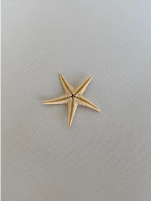 Hasyılmaz Mini Doğal Deniz Yıldızı 2 - 5 cm 10'lu