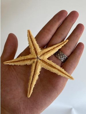 Hasyılmaz Doğal Deniz Yıldızı 10 - 12 cm 10'lu