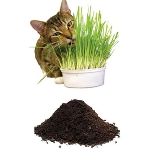 Tarımsal ve Hayvansal Ürünler Kedi Çimi Tohumu (10.000 Adet) ve Ekim Toprağı (8 Litre)