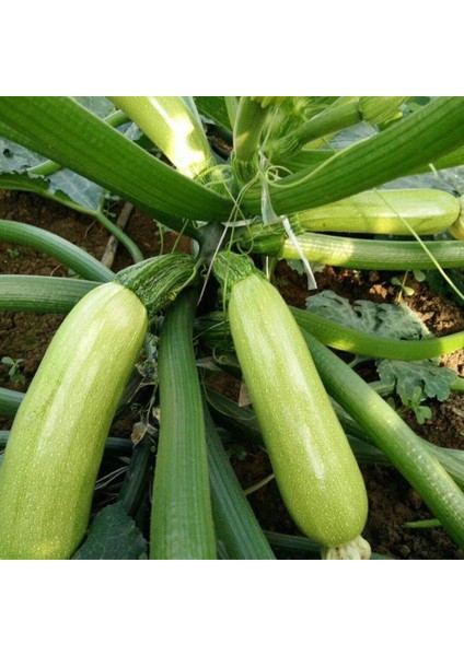 Beyaz Kabak Tohumu 10 gr Paket