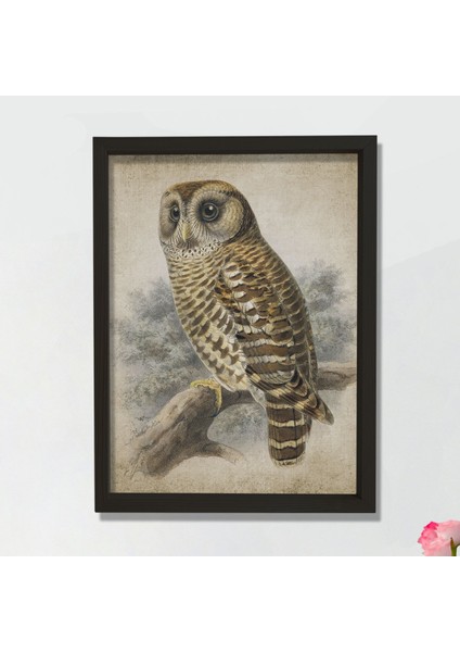 Doğal Çam Çerçeveli Duvar Tablosu Antik Baykuş