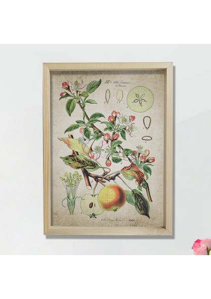 Doğal Çam Çerçeveli Mutfak Duvar Tablosu Antik Elma