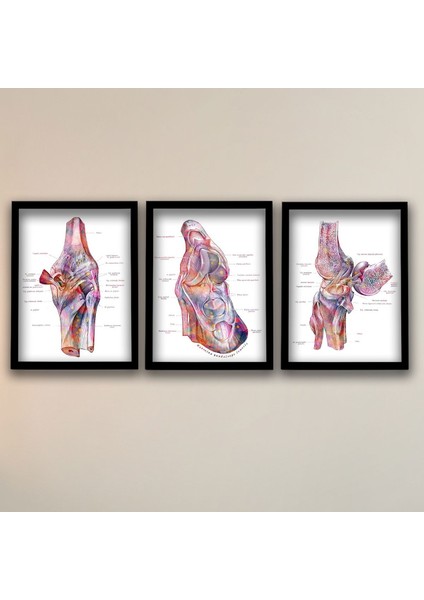 Anatomik Tablo, Doktor Hediyesi, Ayak Tendonları ve Ligamentleri Yapısı Doktor Odası 3 Lü Tablo