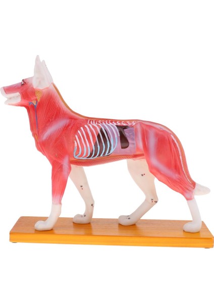 Köpek Akupunktur Anatomik Model (Yurt Dışından)