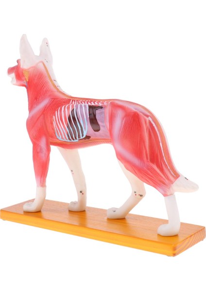 Köpek Akupunktur Anatomik Model (Yurt Dışından)