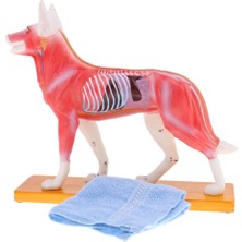 Bacca Köpek Akupunktur Anatomik Model (Yurt Dışından)