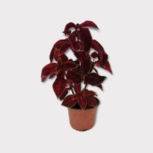 Yaprak Güzeli ( Cam Güzeli ) Çiçeği Saksılı 35 cm