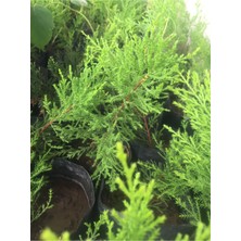 10 Adet Cupressus Macrocarpa Limon Selvi Limon Servi Fidanı 10-15 cm Tüplü