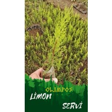 4 Adet Limon Servi Fidanı 20 cm Tüplü