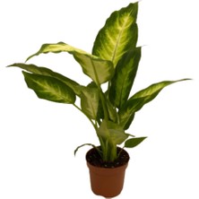 Akdoğa Ithal Difenbahya Bitkisi Camilla - Dieffenbachia Mars 35-40 cm Ev Ofis Bitkisi Iç Mekan