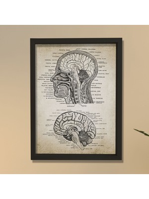 Doğal Çam Çerçeveli Duvar Tablosu Baş ve Beyin Anatomisi