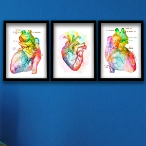 Anatomik Tablo, Kalp Anatomisi, Kalp, Kardiyoloji Dokotu Duvar Tablosu 3 Lü