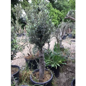 10-15 Yaş Gemlik Zeytin Ağacı Boy 120-150 cm