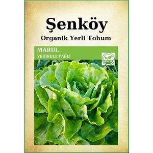 Yerli Yedikule Marul Tohumu Doğal Ata Yedikule Yağlı Marul Tohumu Pakette 10 gr 8000 Adet
