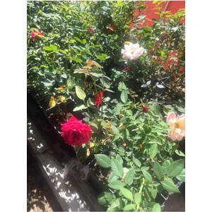 Minyatür Gül Fidanı Nar Çiçeği Aşılı Gül Fidanı