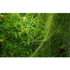 Canlı Petshop  Najas Lepistes Otu 1 Adet Kavanoz Rafyaya Son