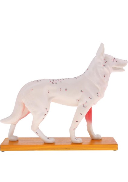 Köpek Akupunktur Anatomik Model (Yurt Dışından)