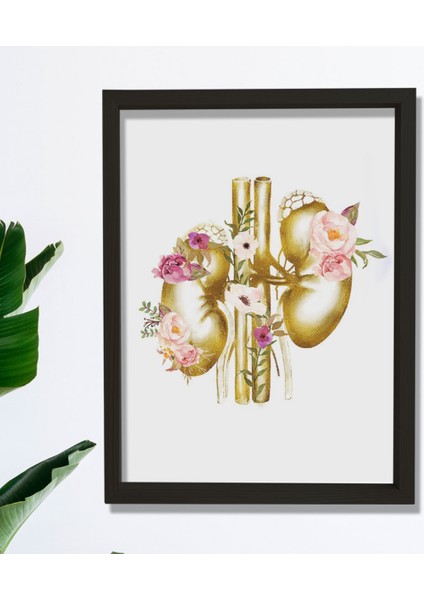 Böbrek Anatomisi ve Sanatı, Ürolog Doktoru Duvar Tablosu