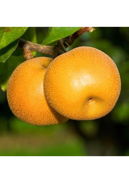 Tüplü, Aşılı, Nashı Hosuı Armut Fidanı