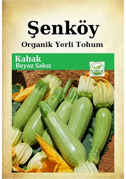 Yerli Beyaz Sakız Kabak Tohumu Doğal Ata Dolmalık Beyaz Kabak Tohumu Pakette 10 gr 80 Adet