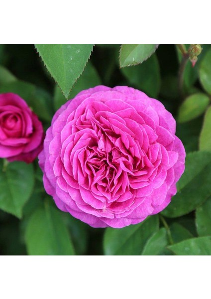 Minyatür Saksıda Pembe Gül Fidanı