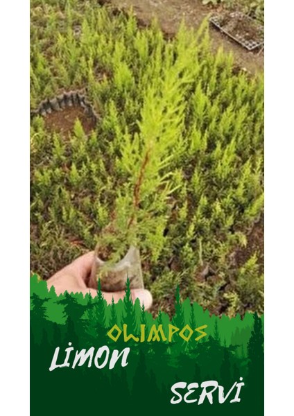 2 Adet Cupressus Macrocarpa Limon Selvi Limon Servi Fidanı 10-15 cm Tüplü