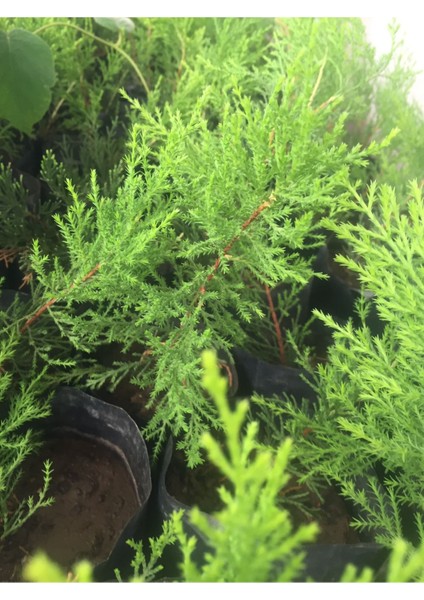2 Adet Cupressus Macrocarpa Limon Selvi Limon Servi Fidanı 10-15 cm Tüplü