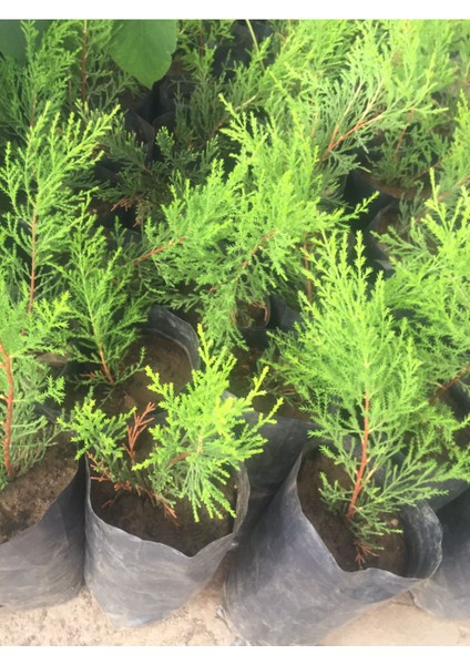 2 Adet Cupressus Macrocarpa Limon Selvi Limon Servi Fidanı 10-15 cm Tüplü