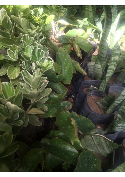 Gümüş Taflan Fidanı fiyatları