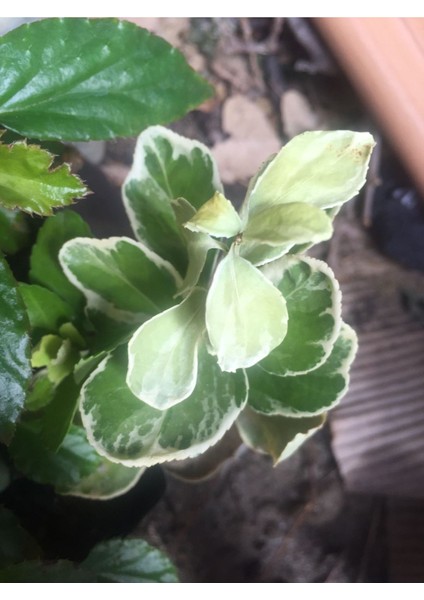 Gümüş Taflan Fidanı modelleri