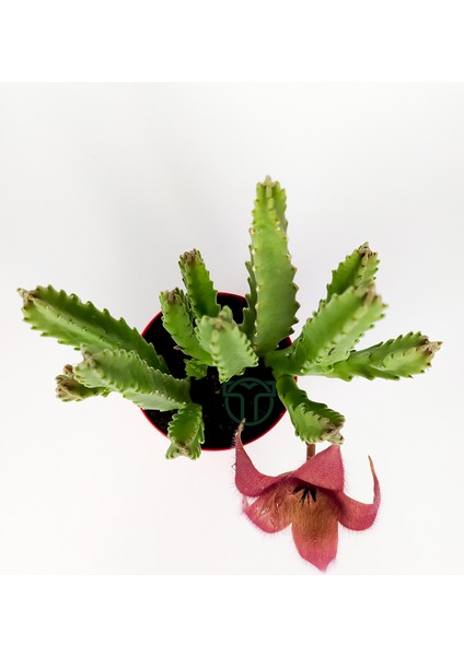 Toptan Kaktüs Leş Kaktüsü Stapelia Grandiflora Büyük Boy 8.5 cm Kırmızı Saksıda