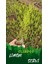 2 Adet Cupressus Macrocarpa Limon Selvi Limon Servi Fidanı 10-15 cm Tüplü 1
