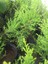 2 Adet Cupressus Macrocarpa Limon Selvi Limon Servi Fidanı 10-15 cm Tüplü 2