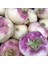 Berke Fidancılık Şalgam Turpu (Turnip) Tohumu 10 gr Paket 1