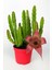 Toptan Kaktüs Leş Kaktüsü Stapelia Grandiflora Büyük Boy 8.5 cm Kırmızı Saksıda 1