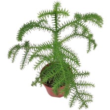 Fidanova Salon Çamı Mini